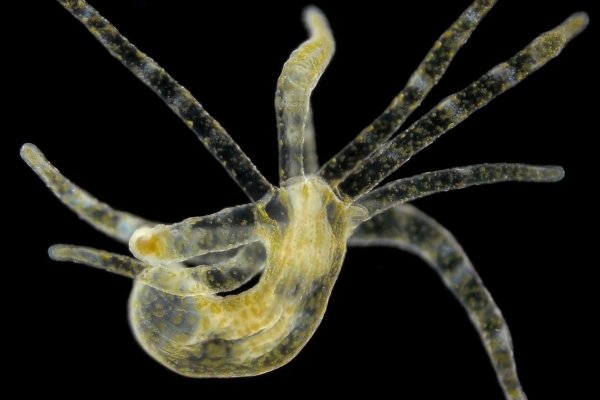 Kraken ссылка зеркало рабочее