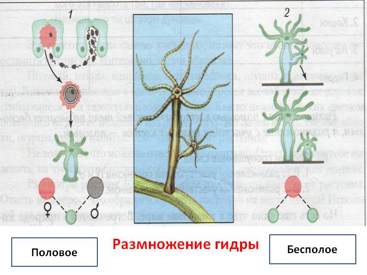 Оригинальная ссылка кракен браузера